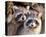 Adult Raccoon Nest Closeup-null-Stretched Canvas