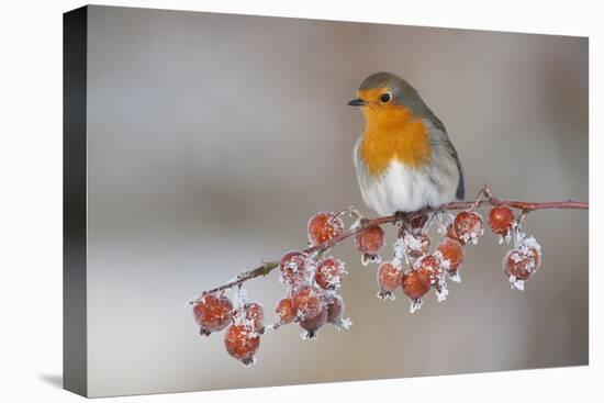 Adult Robin (Erithacus Rubecula) in Winter, Perched on Twig with Frozen Crab Apples, Scotland, UK-Mark Hamblin-Premier Image Canvas