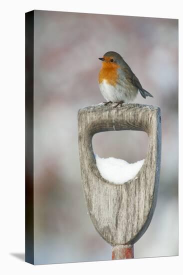 Adult Robin (Erithacus Rubecula) Perched on Spade Handle in the Snow in Winter, Scotland, UK-Mark Hamblin-Premier Image Canvas