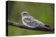 Adult sand-colored nighthawk , Puerto Miguel, Upper Amazon River Basin, Loreto, Peru-Michael Nolan-Premier Image Canvas