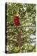 Adult scarlet macaw (Ara macao), Amazon National Park, Loreto, Peru, South America-Michael Nolan-Premier Image Canvas