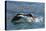 Adult South Georgia Shag (Phalacrocorax Atriceps Georgianus), in Ocean Harbor, South Georgia-Michael Nolan-Premier Image Canvas