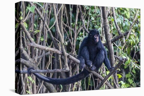 Adult spider monkey (Ateles spp), San Miguel Ca�o, Loreto, Peru, South America-Michael Nolan-Premier Image Canvas