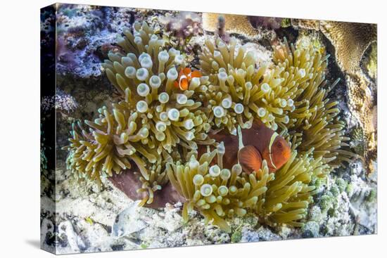 Adult spinecheek anemonefish , Sebayur Island, Komodo Nat'l Park, Flores Sea, Indonesia-Michael Nolan-Premier Image Canvas
