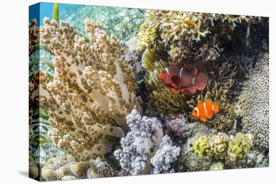 Adult spinecheek anemonefish , Sebayur Island, Komodo Nat'l Park, Flores Sea, Indonesia-Michael Nolan-Premier Image Canvas