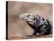 Adult spiny-tailed iguana (Ctenosaura conspicuosa), basking in the sun, Isla San Esteban-Michael Nolan-Premier Image Canvas