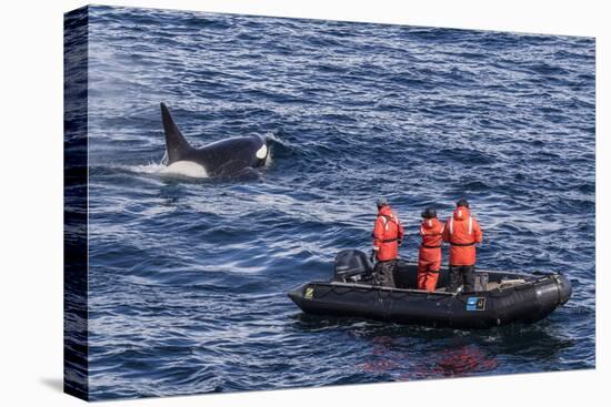 Adult Type a Killer Whale (Orcinus Orca) Surfacing Near Researchers in the Gerlache Strait-Michael Nolan-Premier Image Canvas