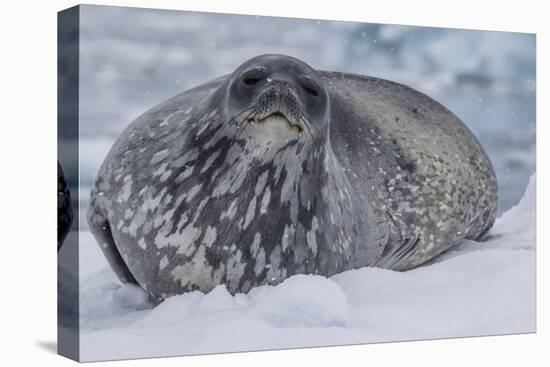 Adult Weddell Seal (Leptonychotes Weddellii), Polar Regions-Michael Nolan-Premier Image Canvas