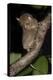 Adult Western - Horsfield's Tarsier (Tarsius Bancanus) in Forest Understorey at Night-Nick Garbutt-Premier Image Canvas