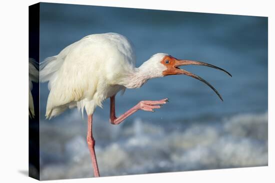 Adult White Ibis Scratching Along Shoreline, Gulf of Mexico, Florida-Maresa Pryor-Premier Image Canvas