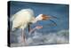 Adult White Ibis Scratching Along Shoreline, Gulf of Mexico, Florida-Maresa Pryor-Premier Image Canvas