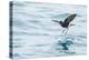 Adult Wilson's Storm Petrel (Oceanites Oceanicus), South Georgia, Polar Regions-Michael Nolan-Premier Image Canvas