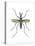 Aedes Mosquito (Aedes Aegypti), Yellow Fever Mosquito, Insects-Encyclopaedia Britannica-Stretched Canvas