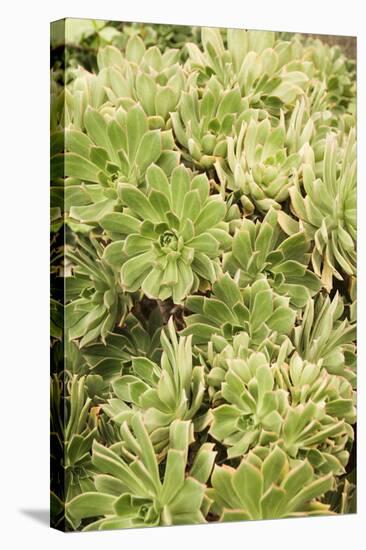 Aeonium Percarneum-Adrian Thomas-Premier Image Canvas