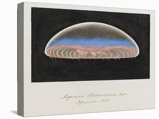 Aequorea Forbesiana: Jellyfish, 1852-Philip Henry Gosse-Premier Image Canvas