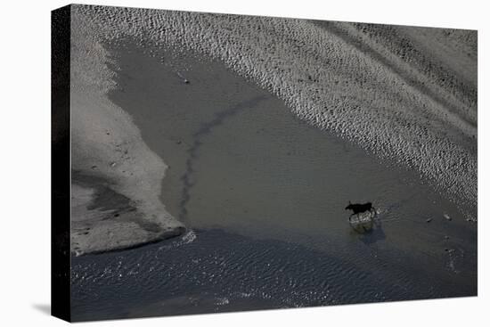 Aerial of a European Elk - Moose (Alces Alces) Crossing Sand Spit in the Rapadalen Valley, Sweden-Cairns-Premier Image Canvas