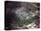 Aerial Photo of Jonestown, Guyana-null-Stretched Canvas