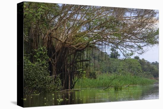 Aerial roots on tree, Amazon basin, Peru.-Tom Norring-Premier Image Canvas