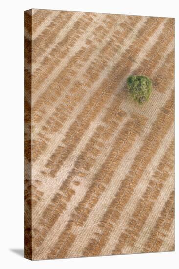 Aerial Shot of Field at Bagan, Myanmar-Harry Marx-Premier Image Canvas