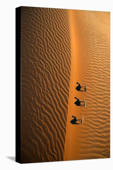 Aerial view of a line of camels casting shadows while walking in the Arabian Desert near the city o-Miva Stock-Premier Image Canvas