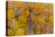 Aerial view of colorful trees in forest, Stephen A. Forbes State Park, Marion Co., Illinois, USA-Panoramic Images-Premier Image Canvas