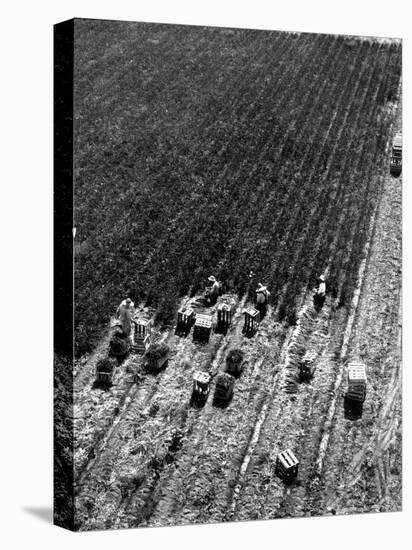 Aerial View of Farm Workers Harvesting Onion Crop-Margaret Bourke-White-Premier Image Canvas