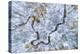 Aerial view of forest in winter, Marion Co., Illinois, USA-Panoramic Images-Premier Image Canvas