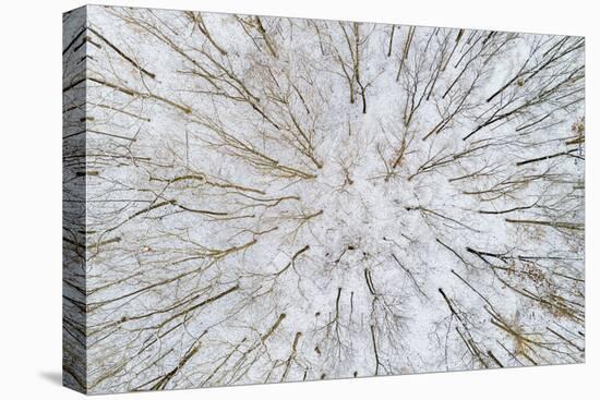 Aerial view of forest in winter, Marion Co., Illinois, USA-Panoramic Images-Premier Image Canvas