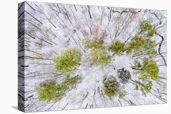 Aerial view of forest in winter, Marion Co., Illinois, USA-Panoramic Images-Premier Image Canvas