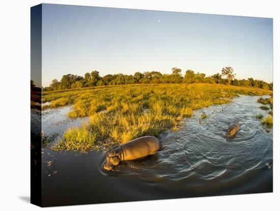 Aerial View of Hippopotamus at Sunset, Moremi Game Reserve, Botswana-Paul Souders-Premier Image Canvas