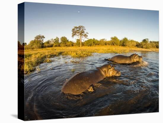 Aerial View of Hippopotamus at Sunset, Moremi Game Reserve, Botswana-Paul Souders-Premier Image Canvas