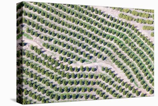 Aerial View of Orange Grove in Ventura County, Ojai, California-Joseph Sohm-Premier Image Canvas