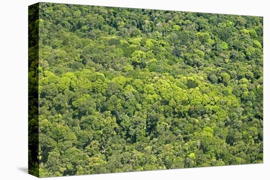 Aerial View of Pristine Rainforest Canopy, Guyana, South America-Mick Baines & Maren Reichelt-Premier Image Canvas