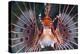 Aerials-Lion Fish, Pterois Antennata, Florida Islands, the Solomon Islands-Reinhard Dirscherl-Premier Image Canvas