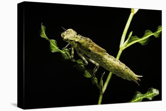 Aeschne Sp. - Larva-Paul Starosta-Premier Image Canvas