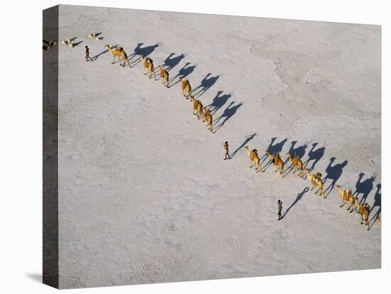 Afar Camel Caravan Crosses the Salt Flats of Lake Assal, Djibouti, as Shadows Lengthen in the Late -Nigel Pavitt-Premier Image Canvas