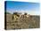 Afar Tribeswoman With Camels on Her Way Home, Near Lac Abbe, Republic of Djibouti, Africa-null-Premier Image Canvas