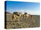 Afar Tribeswoman With Camels on Her Way Home, Near Lac Abbe, Republic of Djibouti, Africa-null-Premier Image Canvas