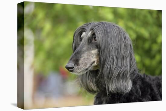 Afghan Hound 02-Bob Langrish-Premier Image Canvas