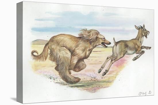 Afghan Hound Canis Lupus Familiaris Chasing Goat-null-Premier Image Canvas