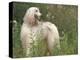 Afghan Hound Looking Back-Adriano Bacchella-Premier Image Canvas