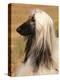 Afghan Hound Profile-Adriano Bacchella-Premier Image Canvas