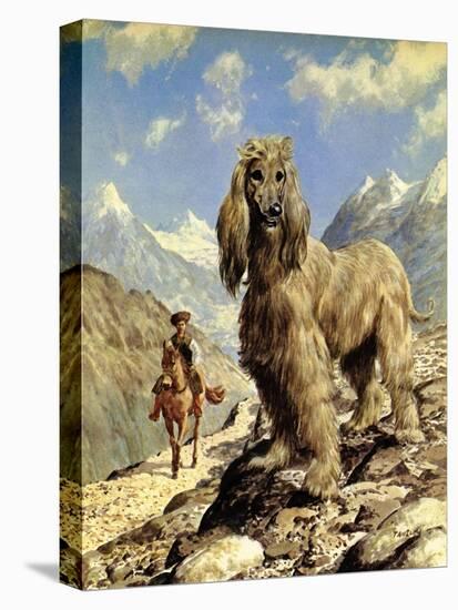 Afghan Hound-Eric Tansley-Premier Image Canvas