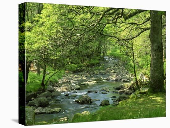 Afon Artro Passing Through Natural Oak Wood, Llanbedr, Gwynedd, Wales, United Kingdom, Europe-Pearl Bucknall-Premier Image Canvas