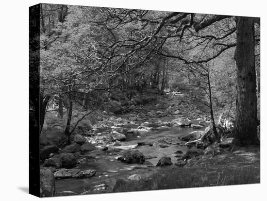 Afon Artro Passing Through Natural Oak Wood, Llanbedr, Gwynedd, Wales, United Kingdom, Europe-Pearl Bucknall-Premier Image Canvas