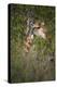 Africa, Botswana, Moremi Game Reserve. Giraffe Close-Up-Jaynes Gallery-Premier Image Canvas