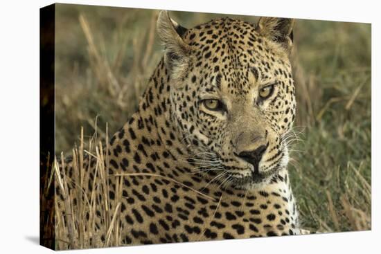 Africa, Botswana, Savute Game Reserve. Portrait of Resting Adult Leopard-Jaynes Gallery-Premier Image Canvas