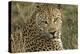 Africa, Botswana, Savute Game Reserve. Portrait of Resting Adult Leopard-Jaynes Gallery-Premier Image Canvas