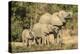 Africa, Botswana, Savuti Game Reserve. Baby to Adult Elephants Drinking-Jaynes Gallery-Premier Image Canvas