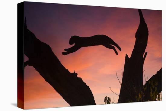 Africa, Botswana, Savuti Game Reserve. Leopard Leaping from Branch to Branch at Sunset-Jaynes Gallery-Premier Image Canvas